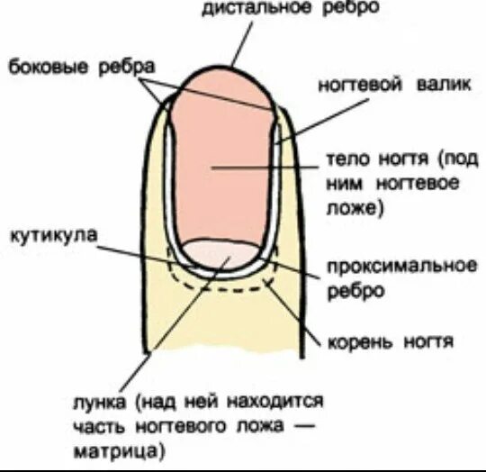 Прибор измеряющий плотность ногтевой пластины. Структура ногтевой пластины. строение ногтя. структура ногтя. слои ногтя.