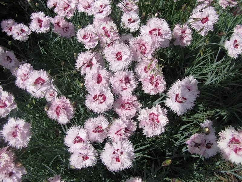 Гвоздика перистая выращивание из семян. Гвоздика перистая ine. Гвоздика Dianthus plumarius. Гвоздика перистая Dianthus plumarius. Гвоздика перистая (Dianthus plumarius) Хелен.