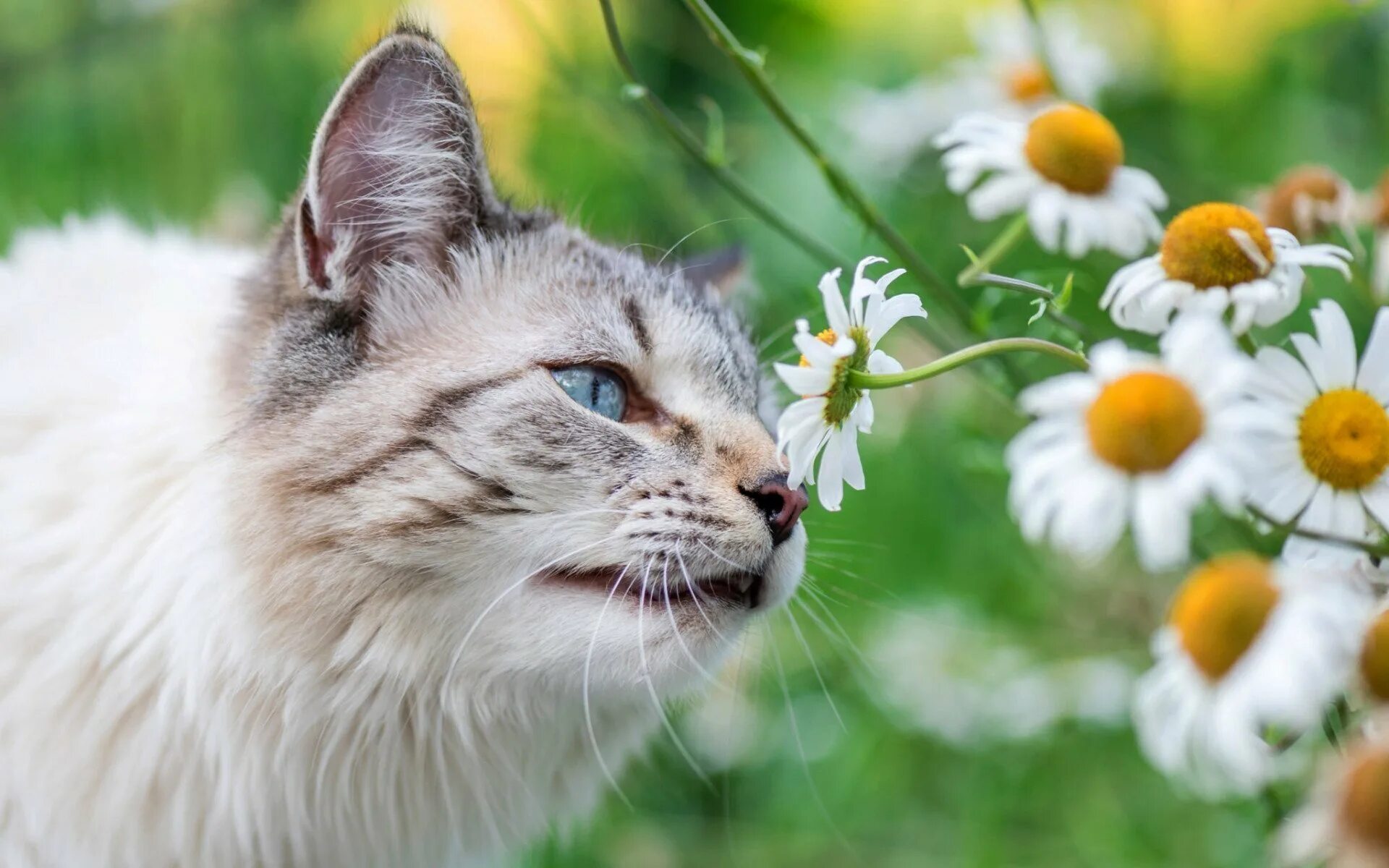 Котик летом. Летний кот. котик в ромашках. весенний кот.