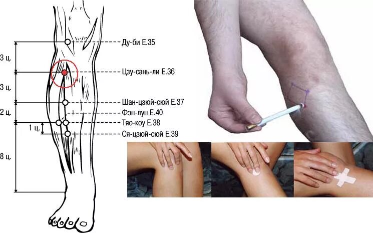 Точка ужасно. Цзу-Сань-ли (е36). Массаж точки Цзу Сань ли. Точка е36 Цзу-Сан-ли. Точка Цзу-Сань-ли точка долголетия.