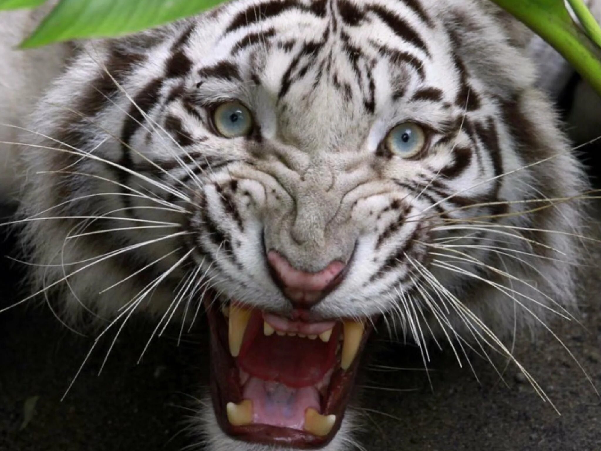 Амурский тигр оскал. Злой тигр. Белый тигр оскал. Оскал тигрицы. Оскал тигра.