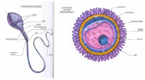 Репродукция женских половых клеток