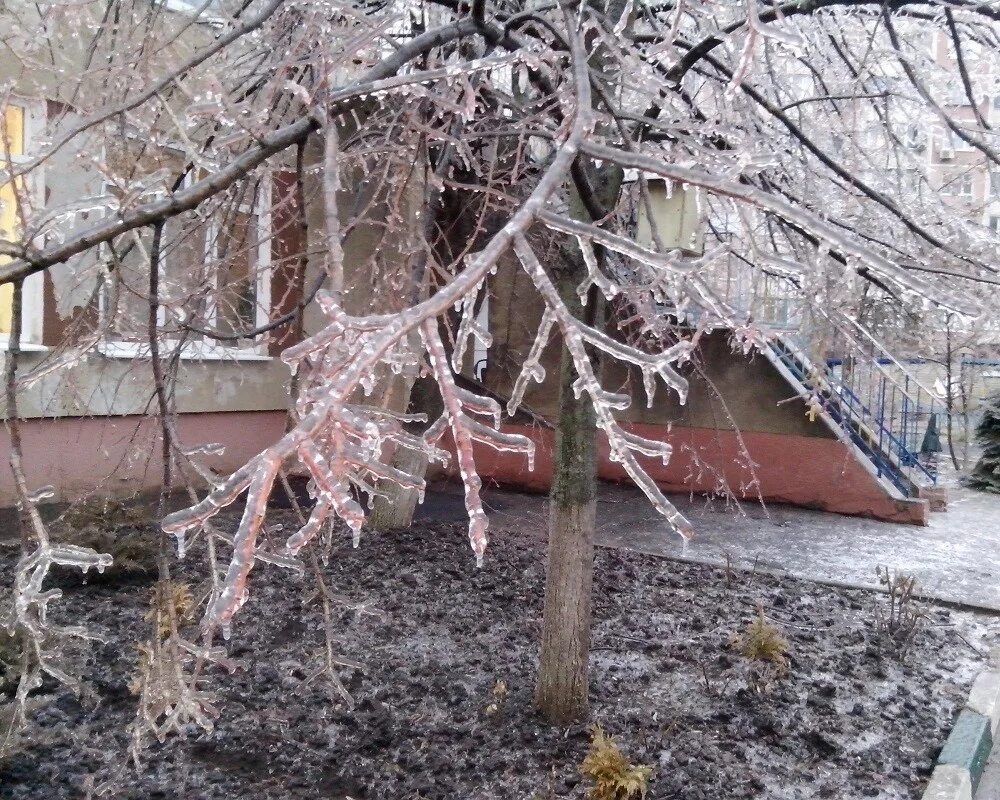 Обледенение в Краснодарском крае. Ледяной дождь Краснодар. Обледенение в Краснодаре 2014. Ледяной дождь Славянск на Кубани. Ночью на мокрые деревья упал снег сравнение