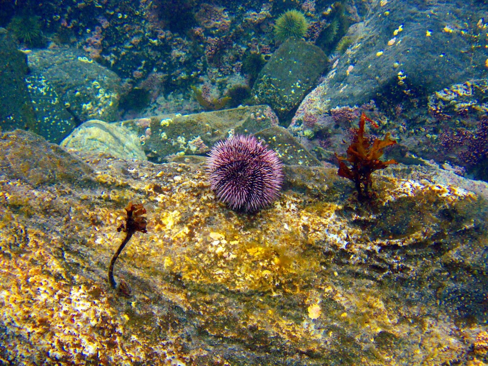 бурые водоросли баренцева моря. мурманск териберка. флора баренцева моря. растения на побережье баренцева моря. берег баренцева моря.