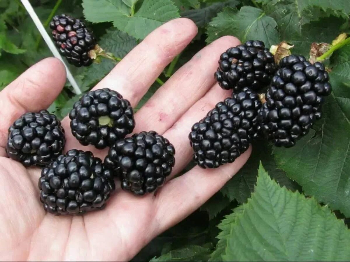 Ежемалина подвязка на шпалеры. Ежевика натчез на шпалере. Малиновое дерево крепыш. Выращивание ежевики. Выращивание ежевики.