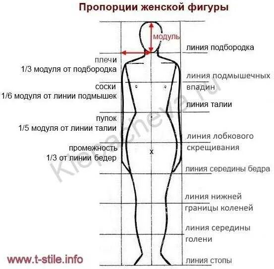 Тело насколько. Золотое сечение пропорция тела женщины. Идеальные пропорции фигуры. Идеальные пропорции женского тела. Идеальные пропорции женской фигуры.
