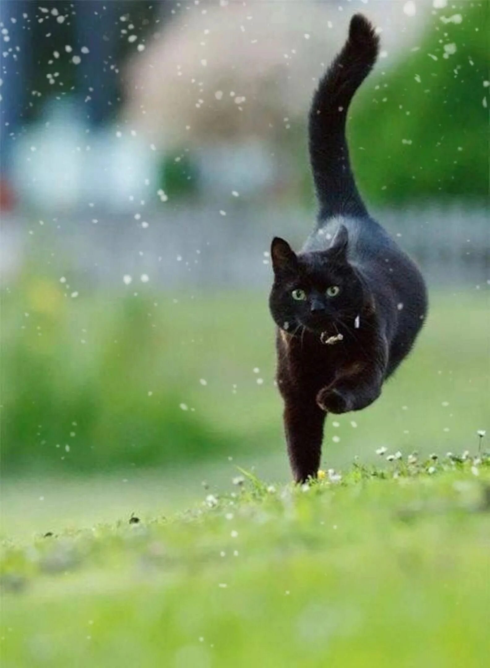 Кошка бежит. Грациозная кошка. Кошка в прыжке. Черный кот бежит.