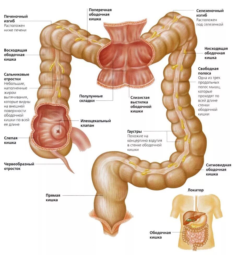 Строение кишечника картинки. Ободочная толстая кишка анатомия. Строение кишечника сигмовидная кишка. Восходящий отдел Толстого кишечника. Толстиаякишечник анатомия.