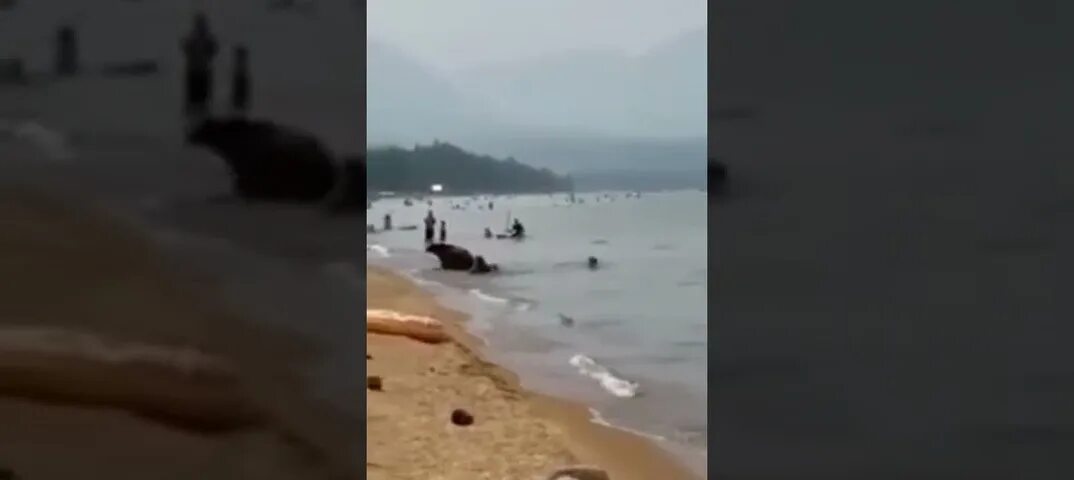 Медведица вышла из берегов