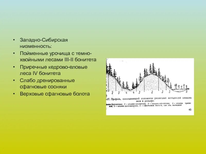 Тест западно сибирская равнина 8 класс география. Морфология ландшафта. Урочище ландшафтоведение. Ландшафтоведение лекции. Морфология ландшафта фации и урочища.