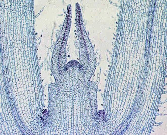 Меристема ткани растений. Апикальная меристема корня микроскоп. Меристема побега. Конус нарастания побега элодеи.