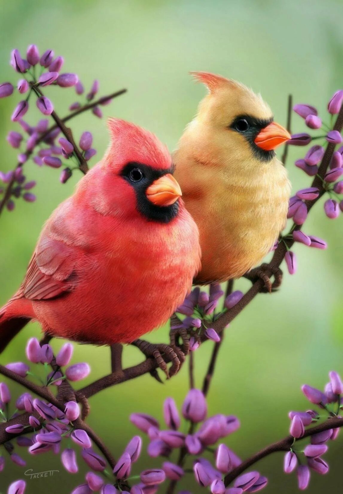 Красивые птицы. Яркие птицы. Красивые яркие птицы. Милые птицы.