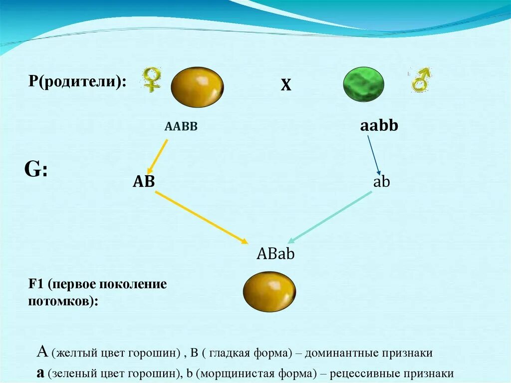 Желтый цвет и гладкая форма горошин. Желтые гладкие семена какой генотип. Какие гаметы будут у AABB abab. Составьте задачу, основываясь на схеме скрещивания: ААВВ Х ААВВ..