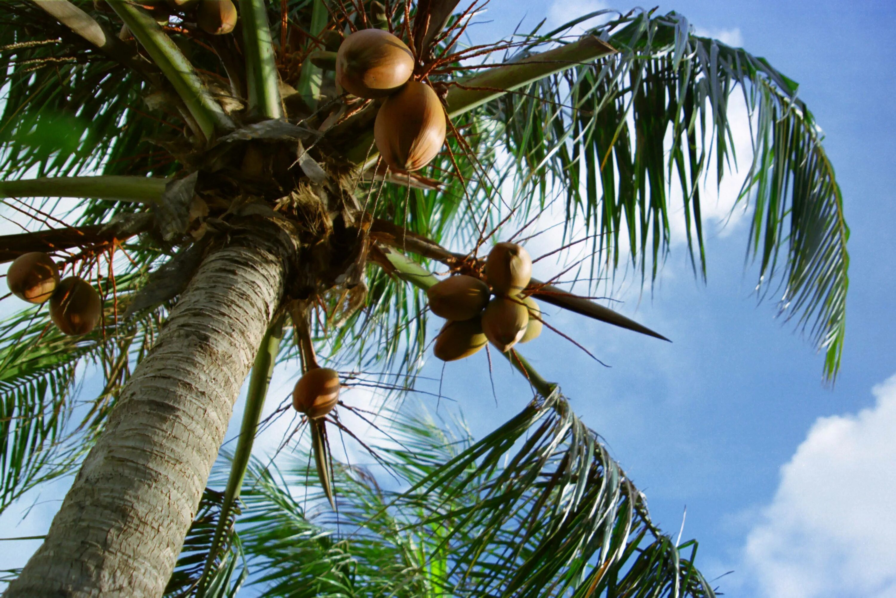 Coconut перевод на русский. Кокосовая Пальма Южная Америка. Кокосовая Пальма верхушечная Пальма. Финиковая и кокосовая Пальма. Кокос дарахти.