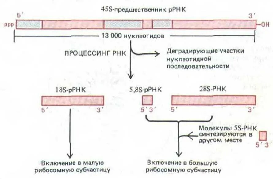 Процесс созревание рнк. Этапы процессинга РНК У эукариот. Процессинг рибосомальной РНК. Процессинг ТРНК У эукариот. Процессинг РРНК эукариот этапы схема.