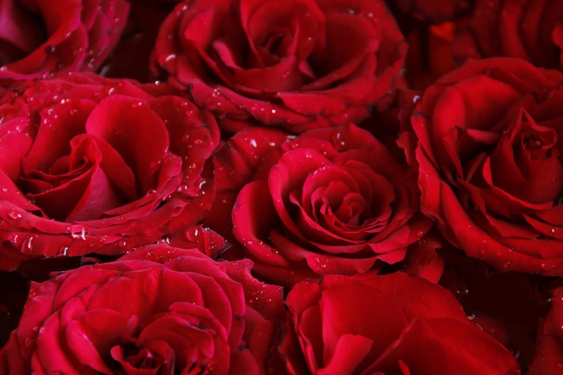 Цветы розы красные. Красные розы. Красивые Алые розы. Красивый красный.
