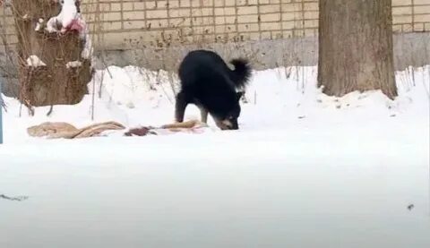 Выпустили кошку на улицу