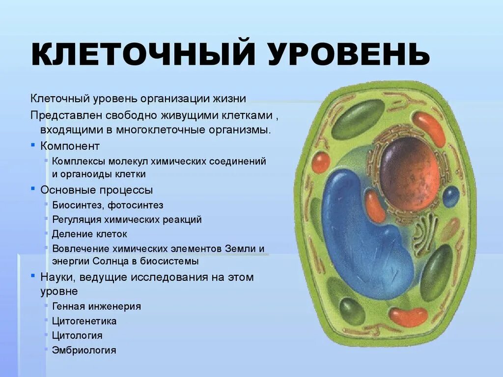 Ответ клетки всех живых организмов. Клеточный уровень организации. Клеточный уровень организации жизни. Клеточный уровень процессы. Компоненты клеточного уровня.