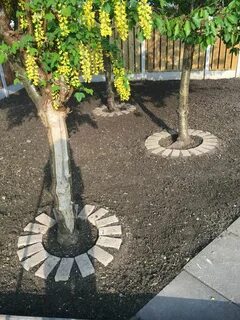 Приствольная яблоня
