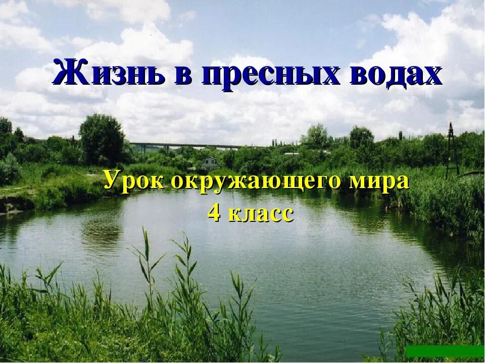 Жизнь в пресных водах 4