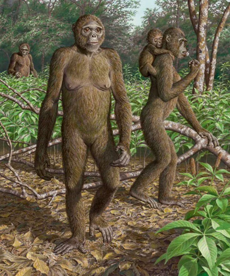 Арди (ардипитек). Oreopithecus bambolii. Древние гоминиды АРДИПИТЕКИ.