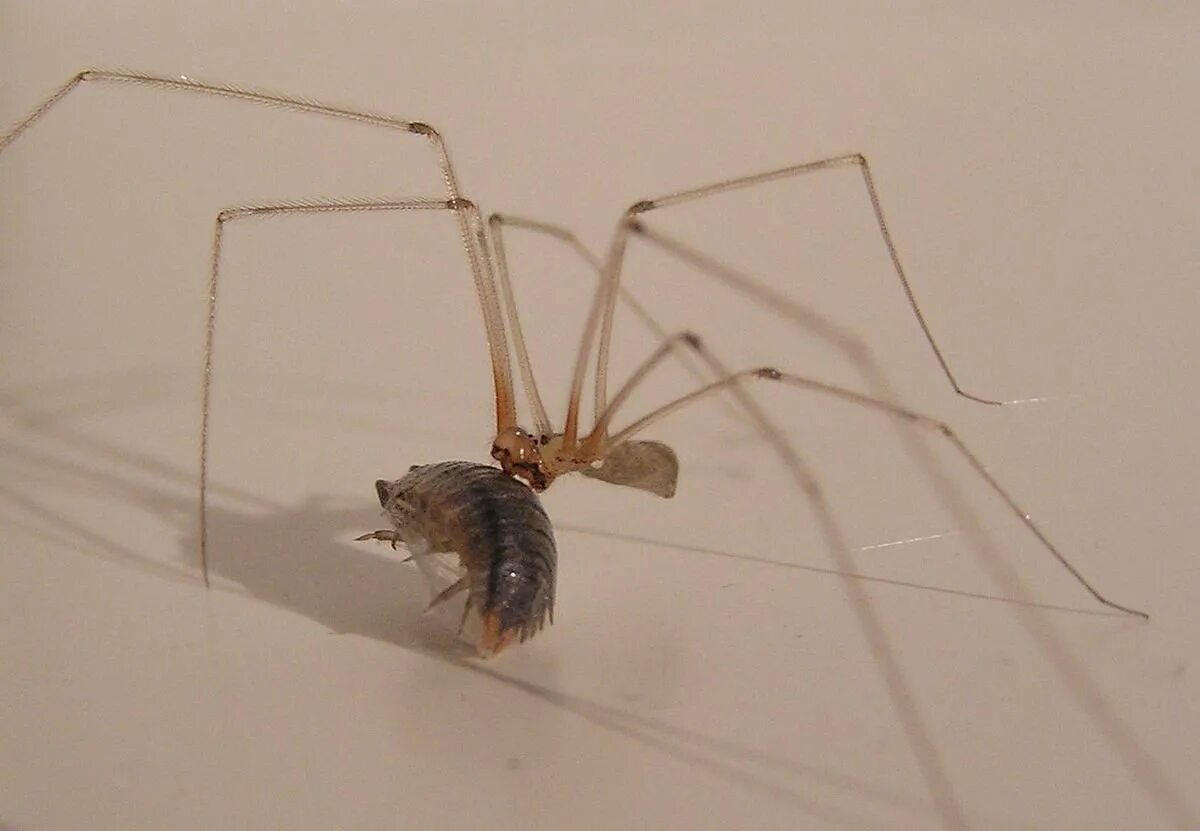 Как называется паук с длинными лапами. Паук долгоножка pholcus phalangioides. паук сенокосец домашний. паук сенокосец с длинными лапами. долгоножка и сенокосец.
