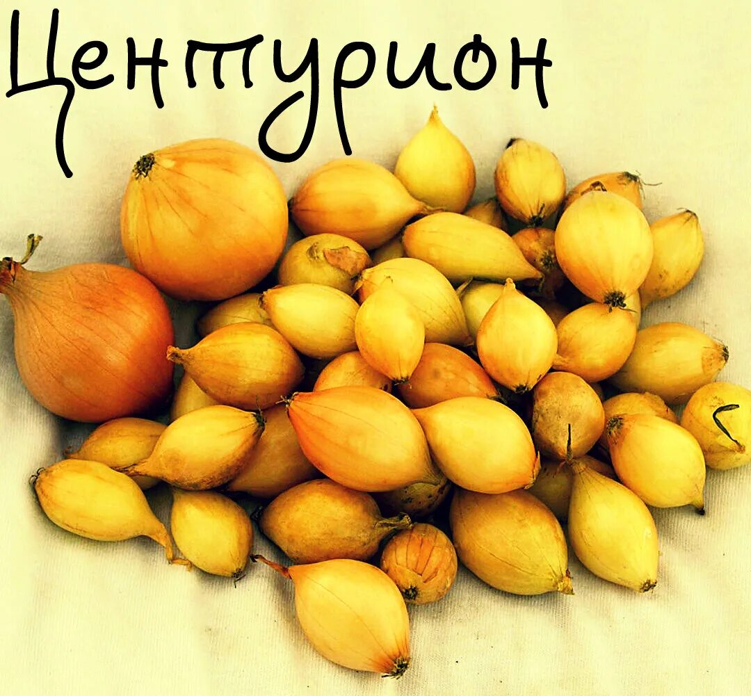 Лук севок центурион описание сорта. Лук-севок f1 коррадо. Лук-севок центурион f1 21/24 0. Лук сорт центурион описание сорта отзывы. Лук севок центурион.