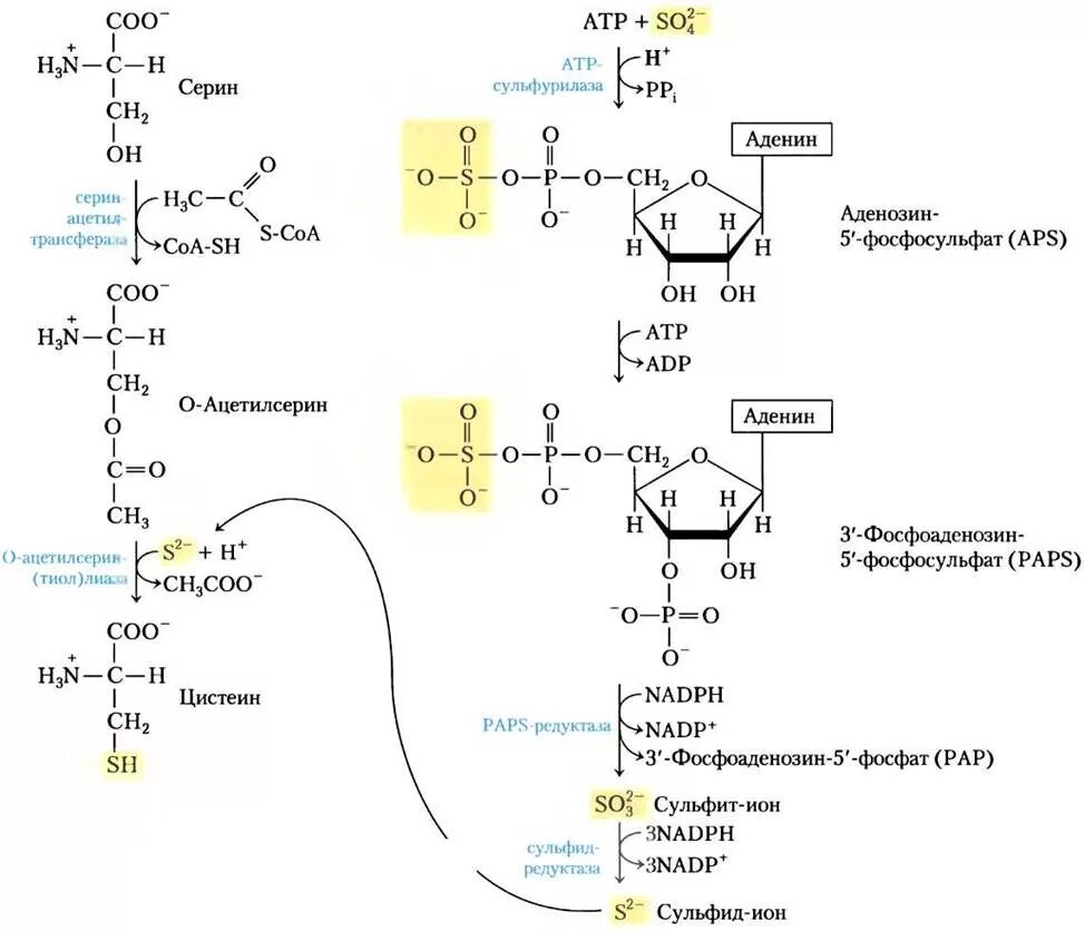 Реакции синтеза цистеина из Серина. Метионин Синтез цистеина. Синтез метионина из Серина. Биосинтез цистеина из Серина.