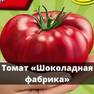 Характеристика томатов шоколадный