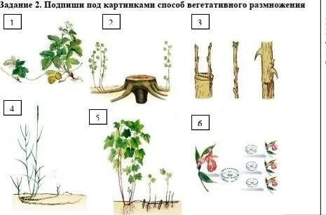 Нарисовать размножение растений