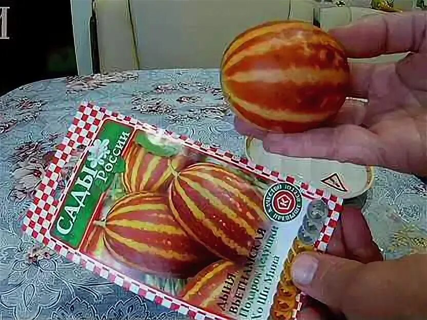 Дыня вьетнамская подарок дедушки хошимина. Подарок дедушки хошимина. Вьетнамская дыня. Дыня вьетнамская подарок дедушки хошимина. Вьетнамская дыня дедушки хошимина.
