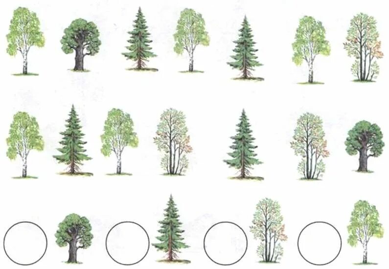 Тема деревья в подготовительной группе. Теремкова деревья. Хвойные и лиственные деревья задания для детей. Деревья задания для дошкольников. Хвойные деревья задания для дошкольников.