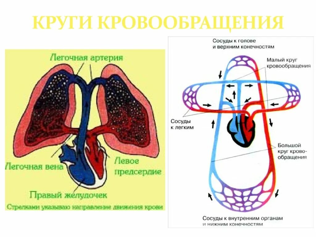 Направление кругов кровообращения. Схема малого круга кровообращения. Малый круг кровообращения человека схема. Большой и малый круг кровообращения ЕГЭ. Малый круг кровообращения человека 8 класс.