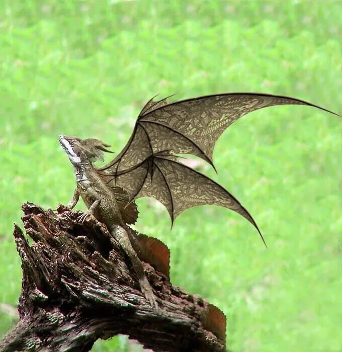 Самого маленького дракона. Агама ящерица Летучий дракон. Летающий дракон (Draco volans). Летучий дракон и плащеносная ящерица.. Суматранский Летучий дракон.