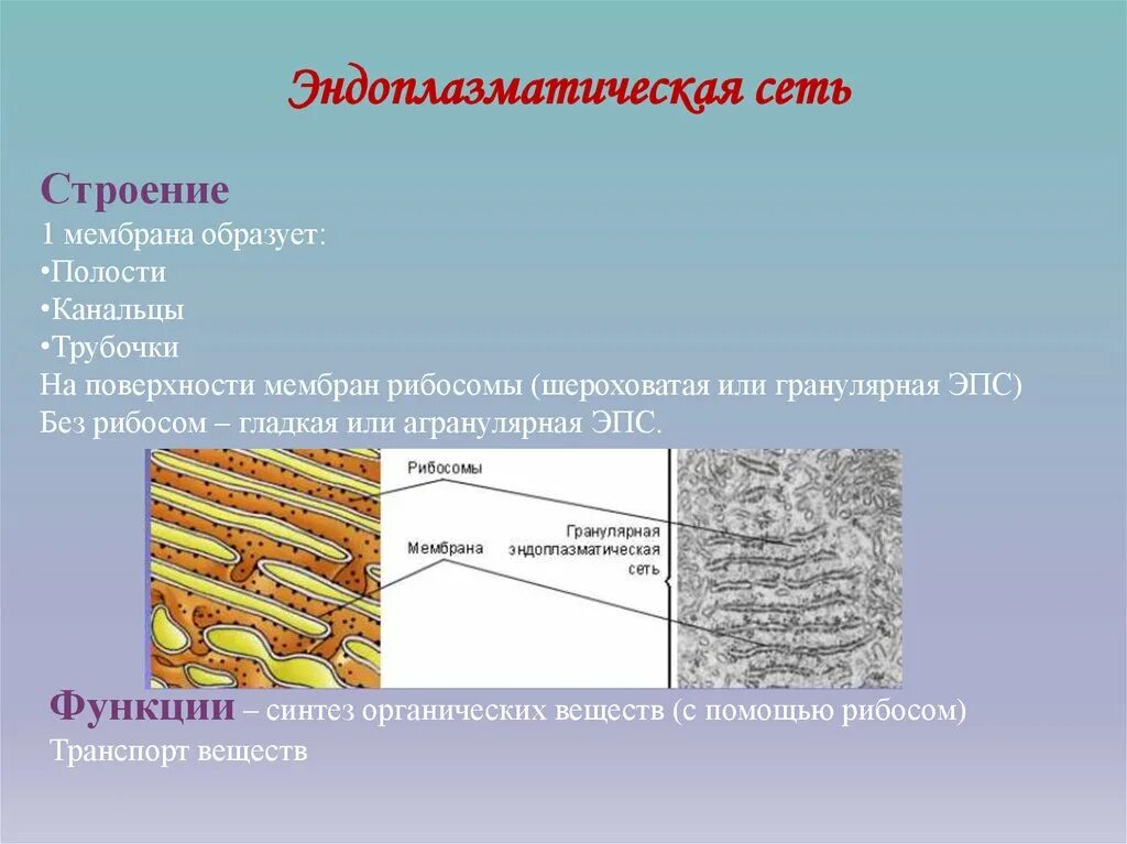 Мембраны эндоплазматической сети строение и функции. Гладкая и гранулярная эндоплазматическая сеть строение и функции. Эндоплазматическая сеть клетки строение и функции. Гладкая эндоплазматическая сеть мембраны.