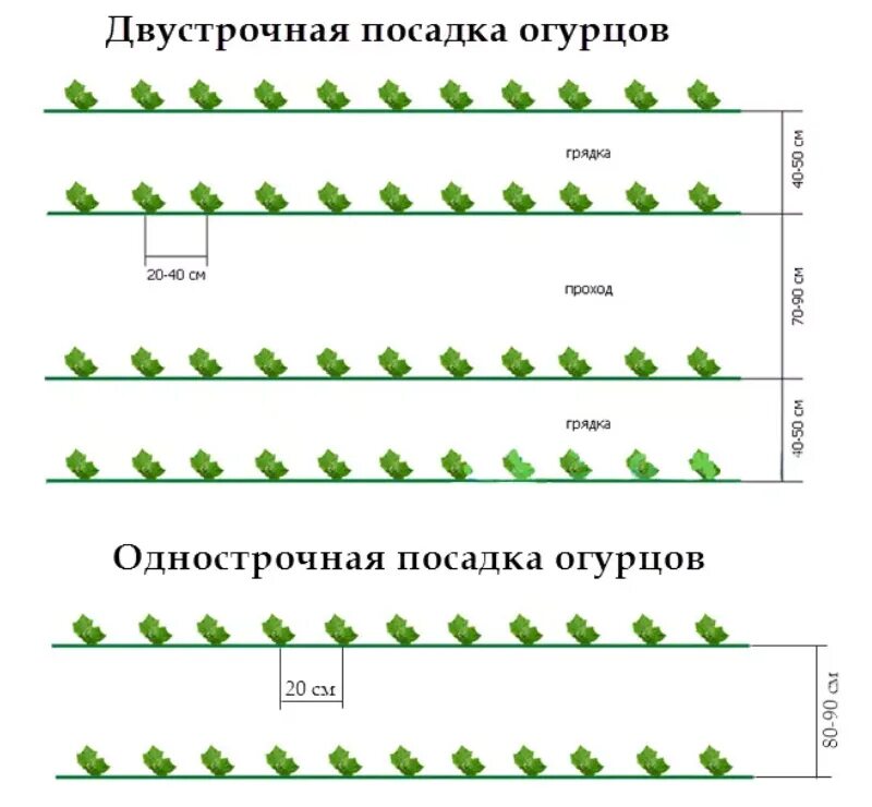 Схема посадки огурцов в закрытом грунте. Схема высадки рассады огурцов в теплице. Схема посева огурцов в открытый грунт. Схема посева огурцов в теплице. Посадить рассаду огурца в грунт