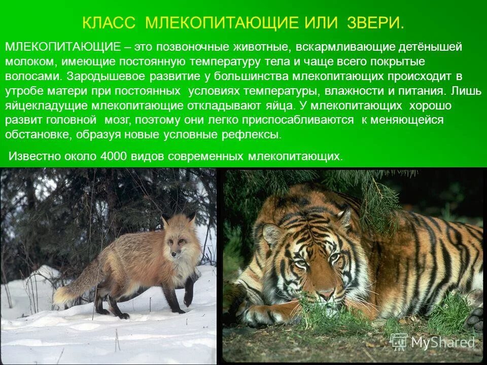 Сообщение на тему млекопитающие. Сообщение о млекопитающих. Млекопитающие тема для слайда. Сообщение на тему млекопитающие. Факты о млекопитающих.