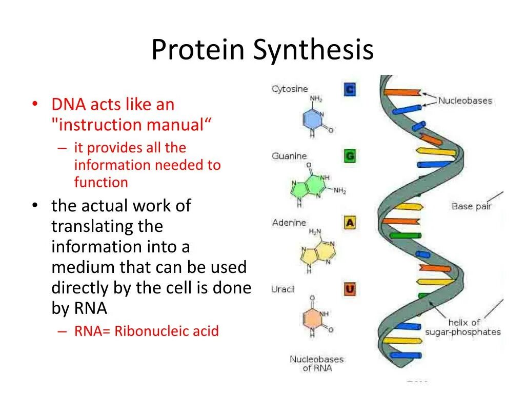 Protein Synthesis. Protein Synthesis process. Protein Synthesis DNA. Protein Synthesis in DNA.