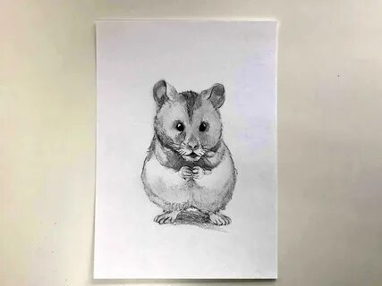 Как нарисовать хомяка поэтапно