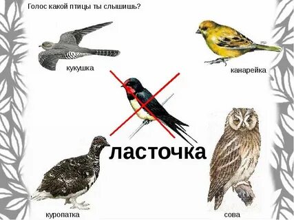 Какая ты птица