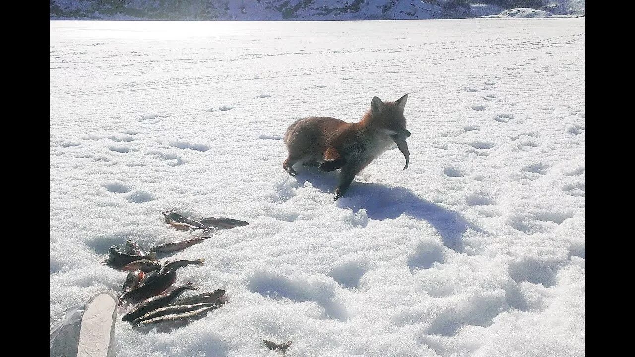 Лиса ворует брезент. Лиса ворует рыбу. Лиса украла рыбу. Лиса охотится зимой. Лиса на рыбалке.