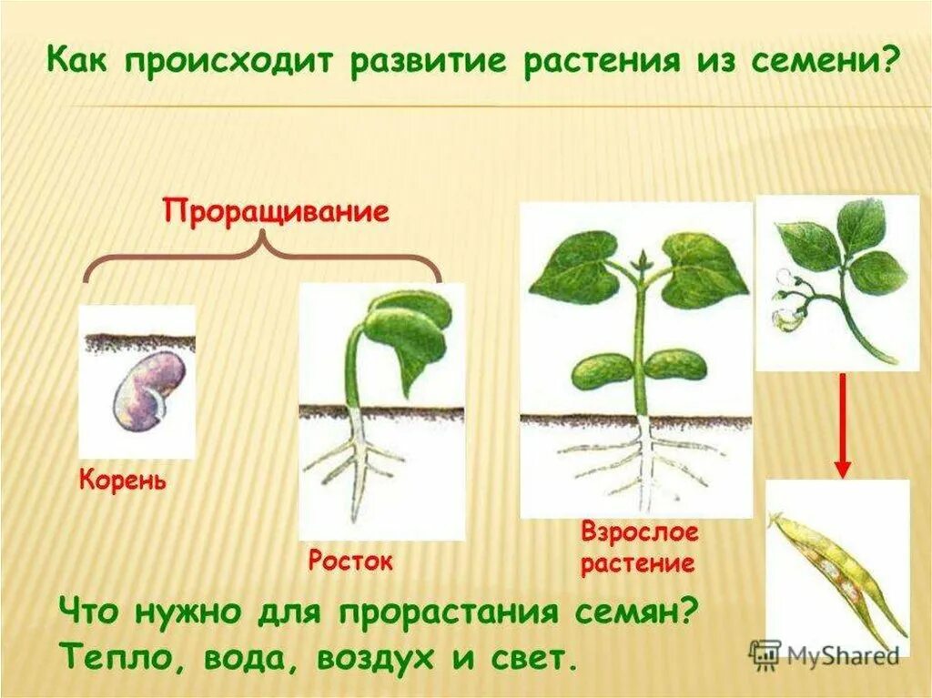 Развитие растений. Процесс развития растений. Стадии развития растений. Как развивается растение из семени.