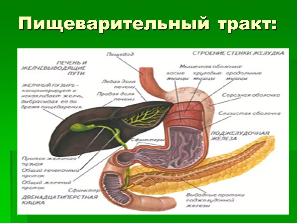 Пищеварительные железы пищеварительного тракта. Укажите органы и пищеварительные железы пищеварительного тракта. К пищеварительному тракту относят. Система пищеварения тракта.