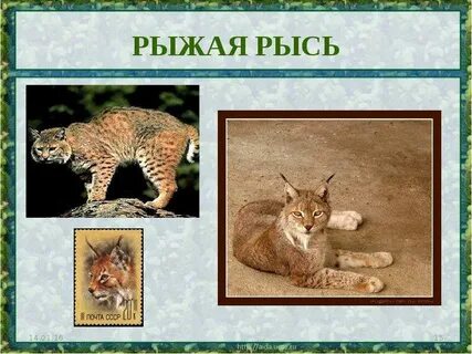 Рысь 4 класс