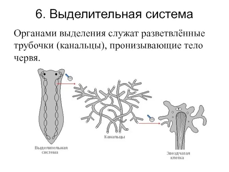 Выделительные трубочки червей. Белая планария строение выделительной системы. Выделительная система белой планарии. Выделительная система плоских червей. Выделительная система плоских червей органы системы.