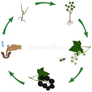 Жизненный цикл кустарников