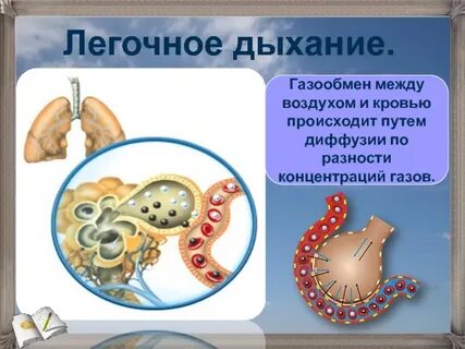 Дыхание обмен газов