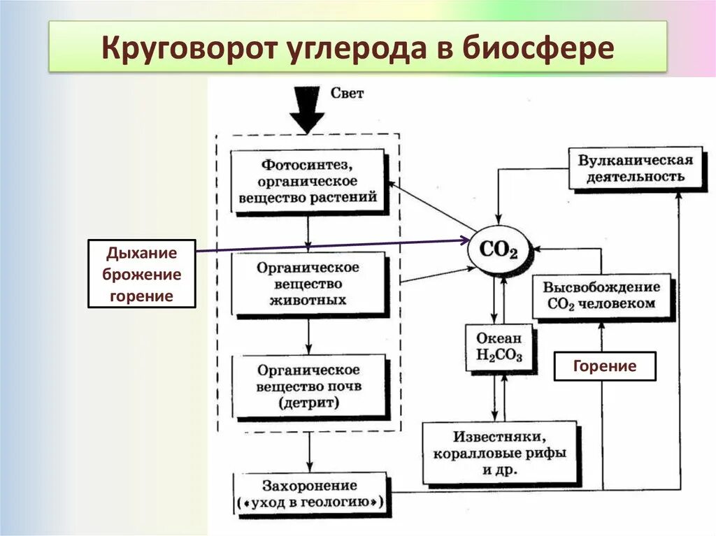 Круговорот углерода в природе схема. Схема круговорота углерода в природе схема. Круговорот co2 схема. Схема круговорот углерода в биосфере таблица.