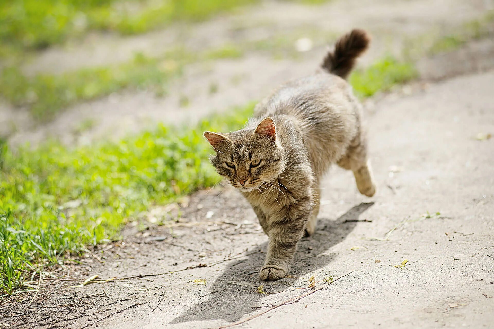 Кошечка гуляет. Кот на дороге. Кошка гуляет. Кот уходит красиво. Котсвел.