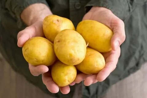 Желтые сорта картофеля